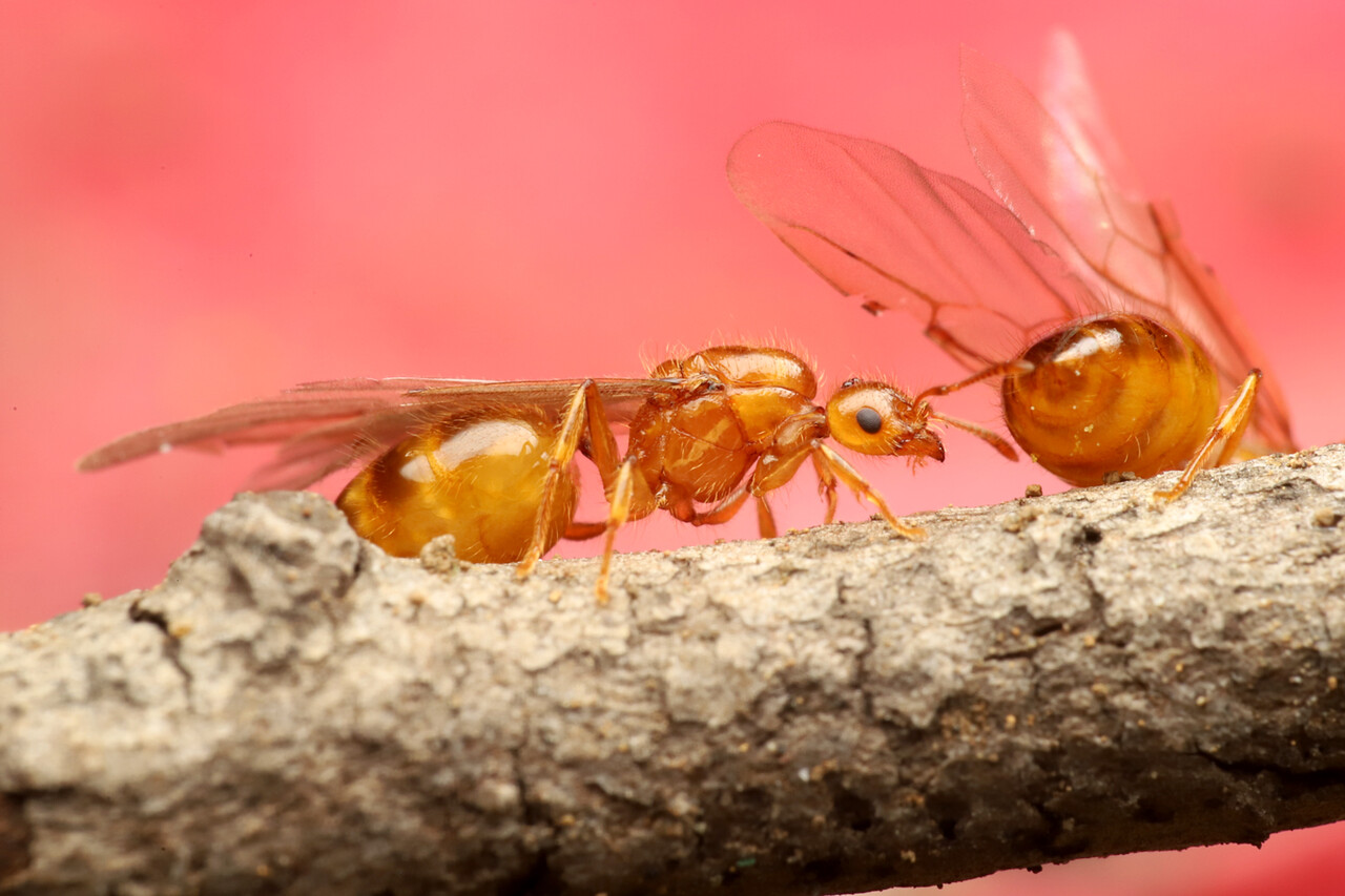 ありんこ日記 Antroom