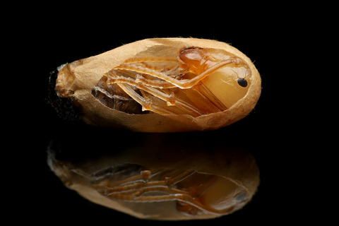 クロオオアリの繭