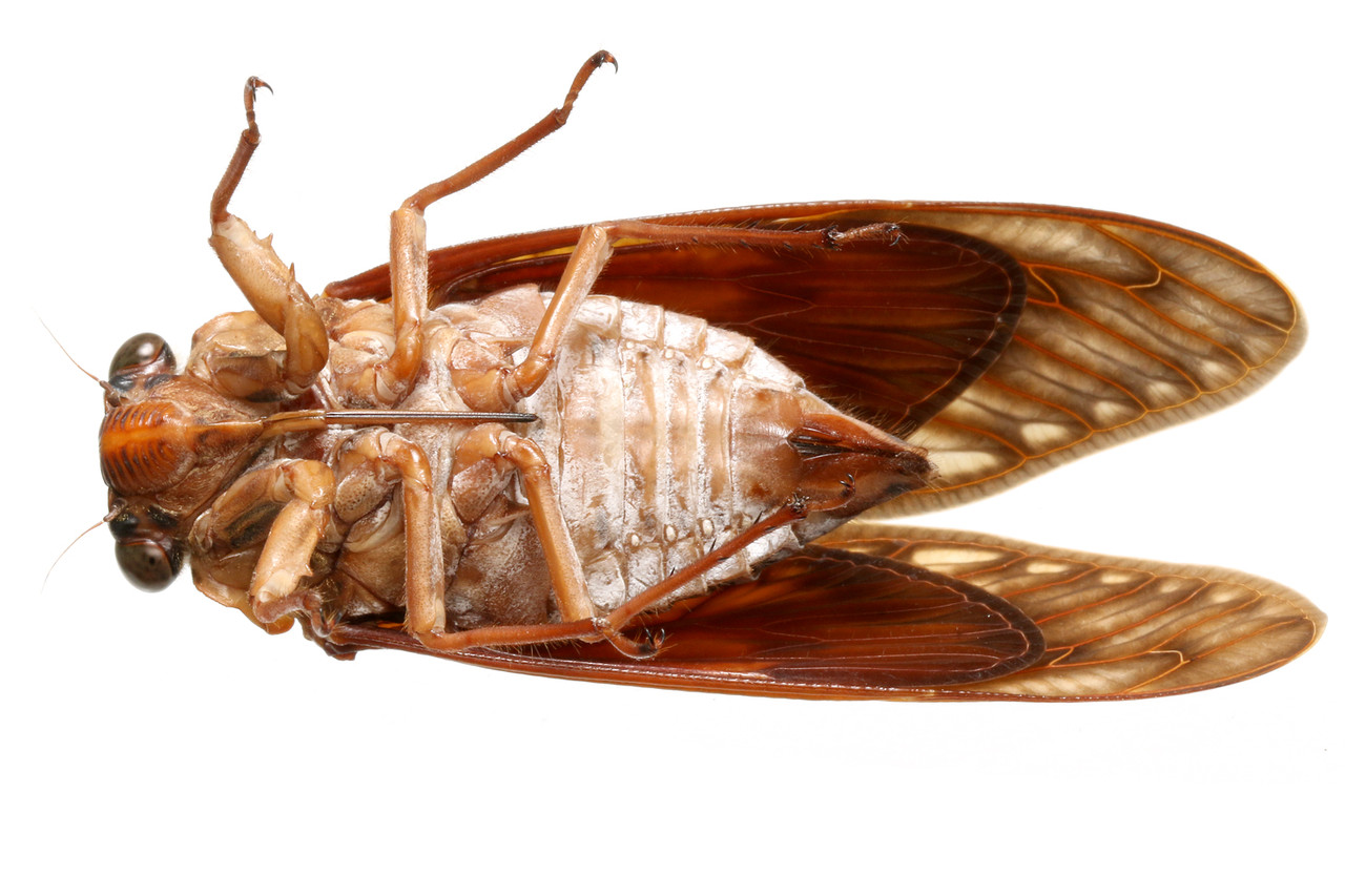 赤いアブラゼミ ありんこ日記 Antroom