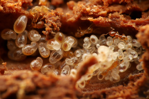 オニコツノアリ