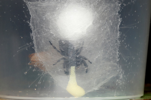 リーガルジャンピングスパイダーの産卵