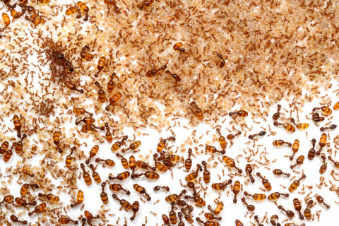 オニコツノアリ