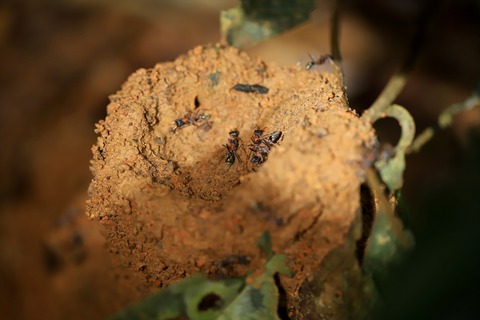 熱帯雨林のキバハリアリ Myrmecia nigrocincta