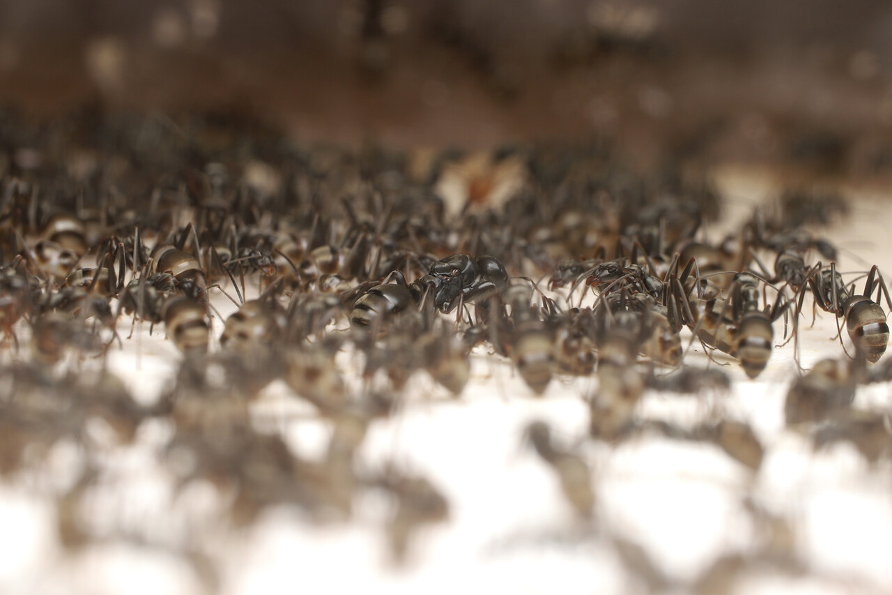 サムライアリの働きアリ誕生 ありんこ日記 Antroom