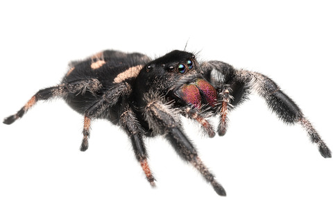 リーガルジャンピングスパイダーの雌雄