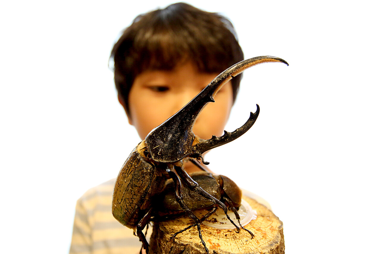 ヘラクレスオオカブトの交尾 ありんこ日記 Antroom ヘラクレスオオカブトの交尾 ありんこ日記 Antroom