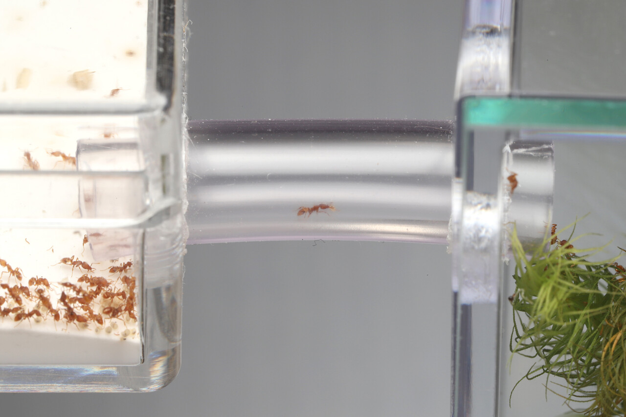 蟻マシーン2号ミニ 連結用 | Ant Room Web Shop アリファームフォーミカ