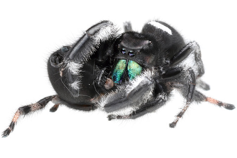 リーガルジャンピングスパイダーの交接