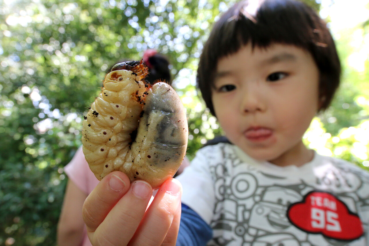 カブトムシの幼虫探し ありんこ日記 Antroom