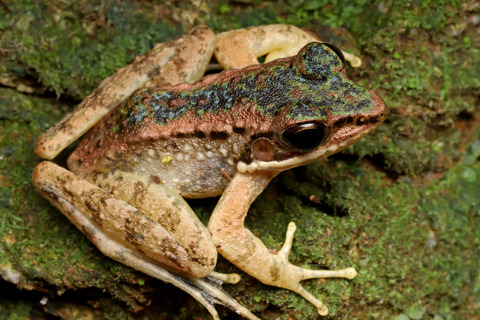 青いハナサキガエル