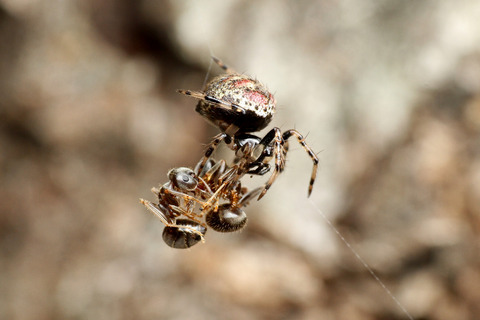 シモフリミジングモ