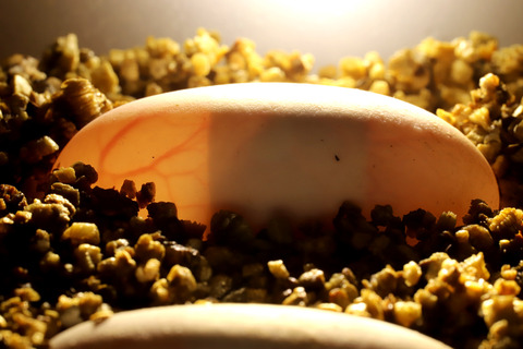 セマルハコガメの有精卵