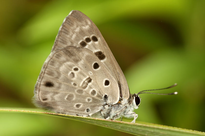 クロシジミの羽化 ありんこ日記 Antroom