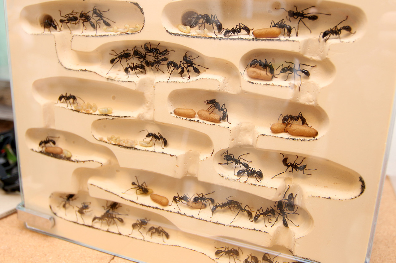 蟻マシーン3号 特大 蟻マシーン3号販売再開！ : ありんこ日記 AntRoom