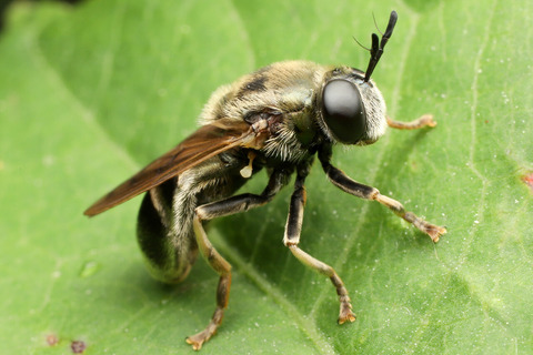 アリスアブ成虫