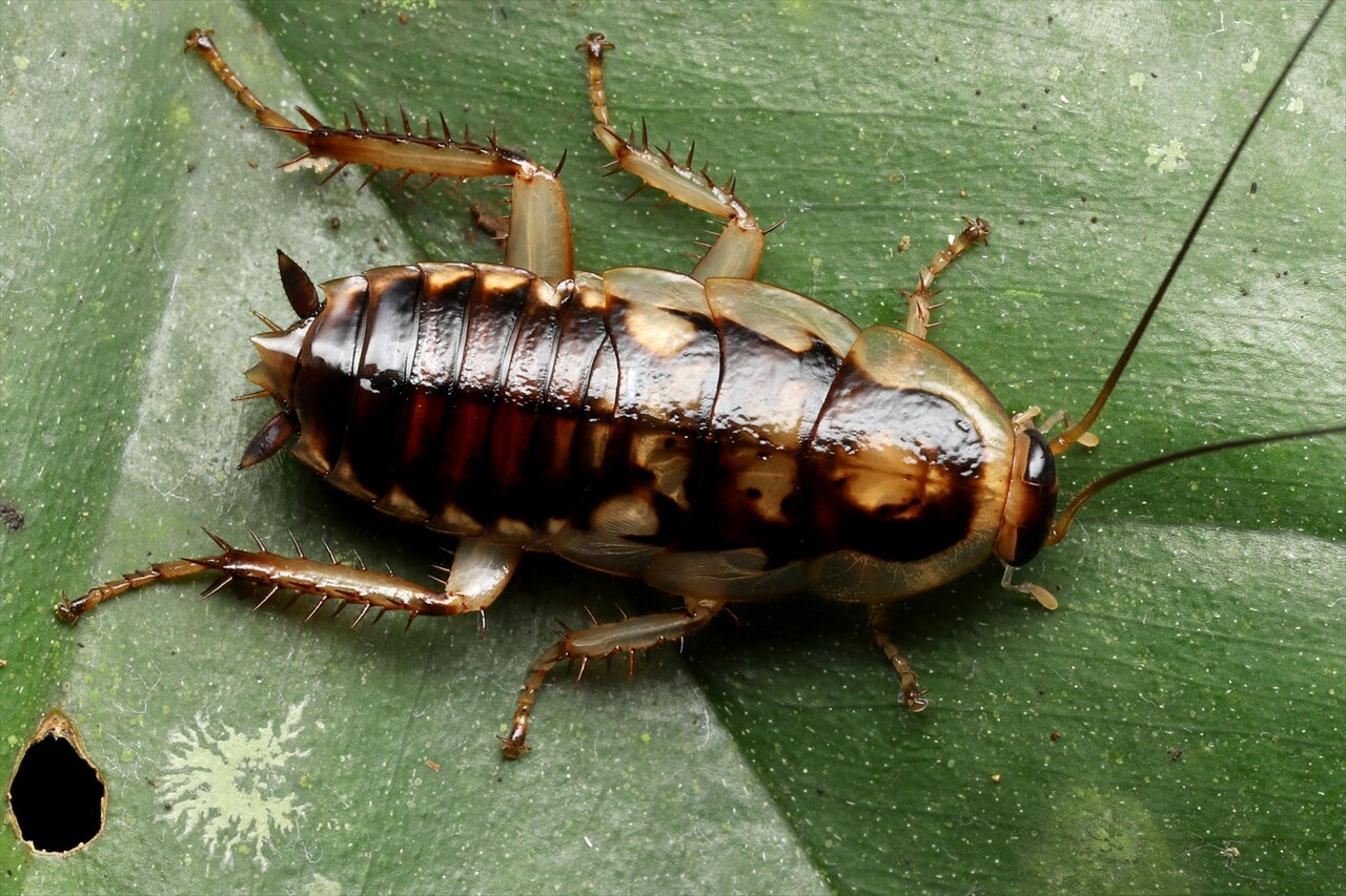 オーストラリア産 モグラゴキブリ 67mm オーストラリア産 モグラ