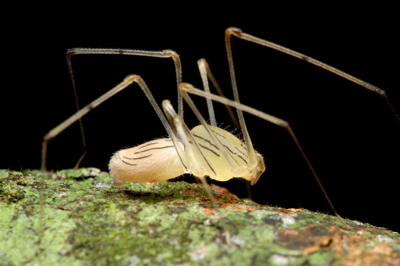 マレーシアのクモたち : ありんこ日記 AntRoom