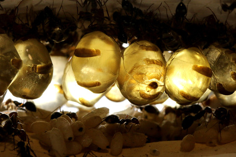 �ߥĥĥܥ���