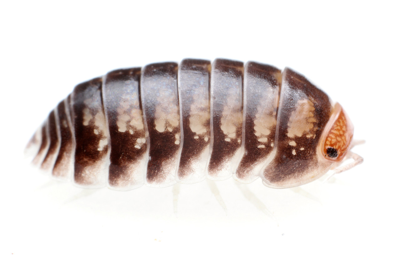 赤いカガホソコシビロダンゴムシ ありんこ日記 Antroom