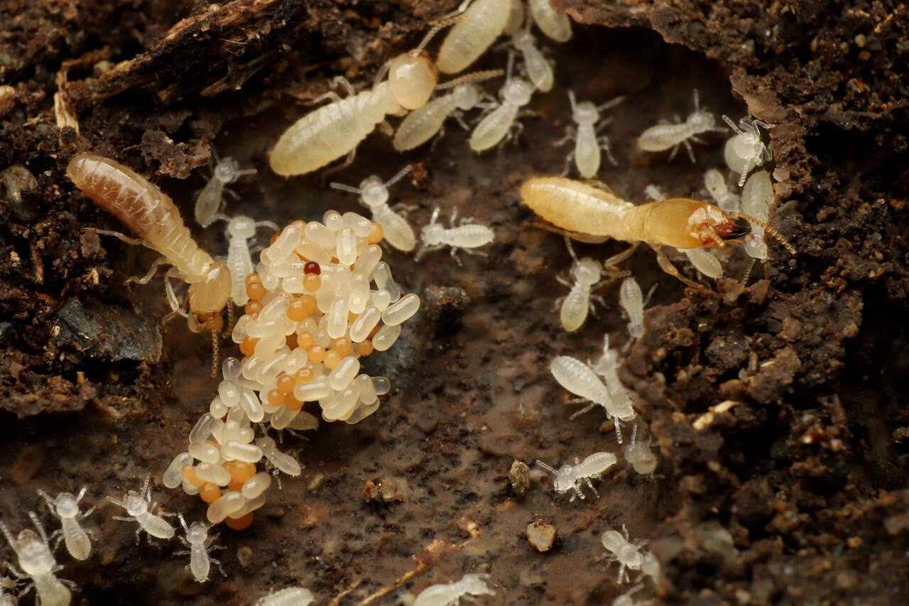 山でカギバラアリ探し : ありんこ日記 AntRoom