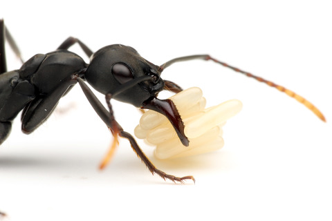 アピカリスオオハリアリ