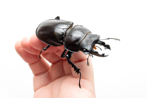 ヤエヤママルバネクワガタとアマミノコギリクワガタ孵化！ : ありんこ