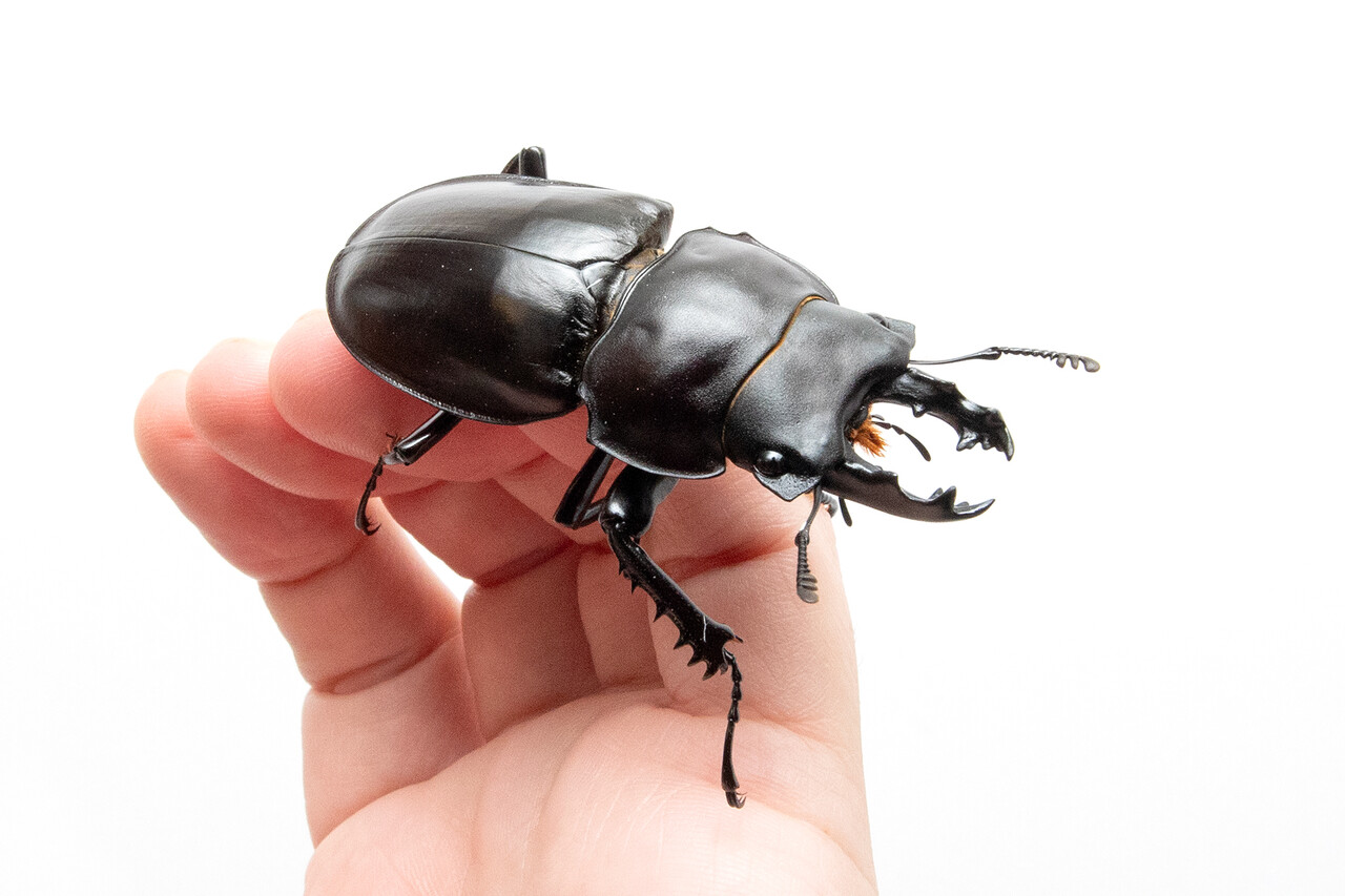 ヤエヤママルバネクワガタの飼育 : ありんこ日記 AntRoom