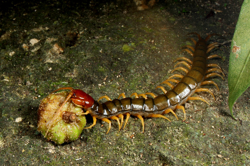 9月の石垣島 その2 光君裸で山を歩く!? : ありんこ日記 AntRoom