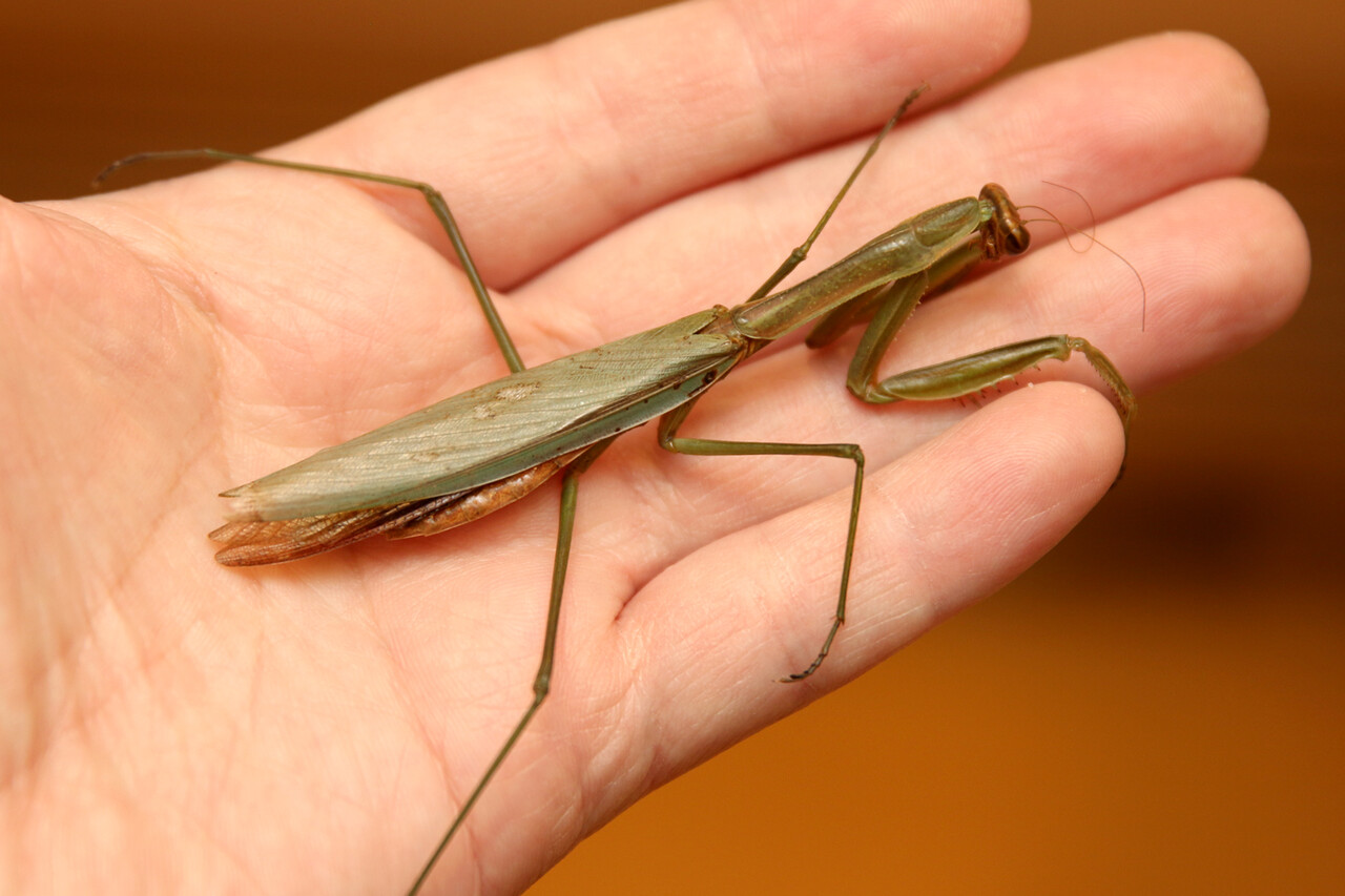 東京初雪 年を越したカマキリ ありんこ日記 Antroom