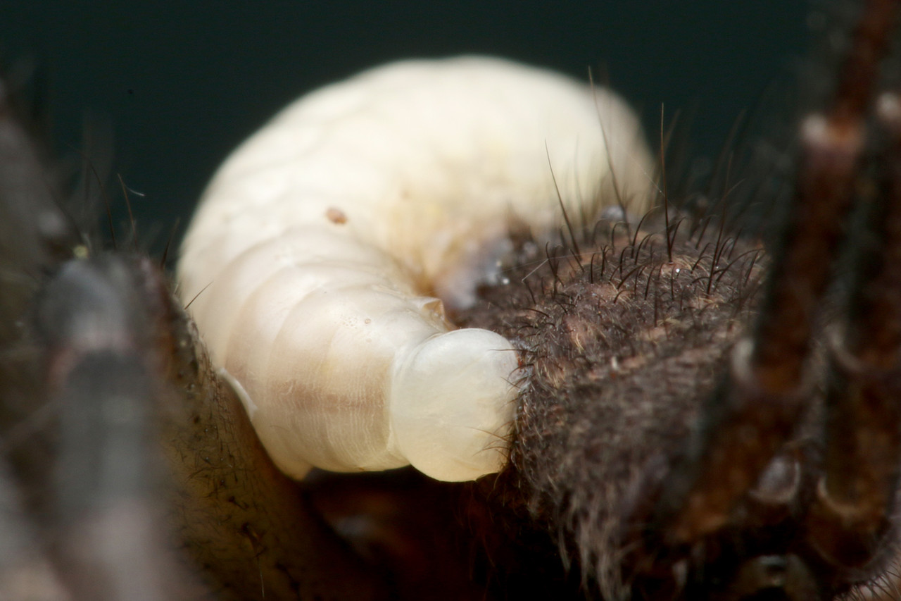 クモに寄生するベッコウバチの一種 ありんこ日記 Antroom