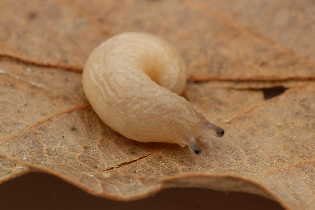 ヤンバルヤマナメクジ孵化 ありんこ日記 Antroom