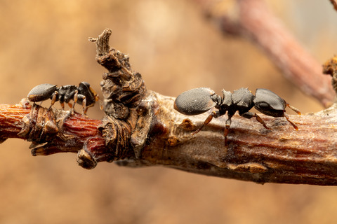 �ʥ٥֥����� Cephalotes minutus