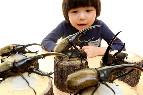 ヘラクレスオオカブト