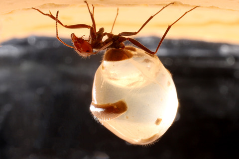 �ߥĥĥܥ���