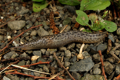 ޥ饳ʥ᥯ Limax maximus