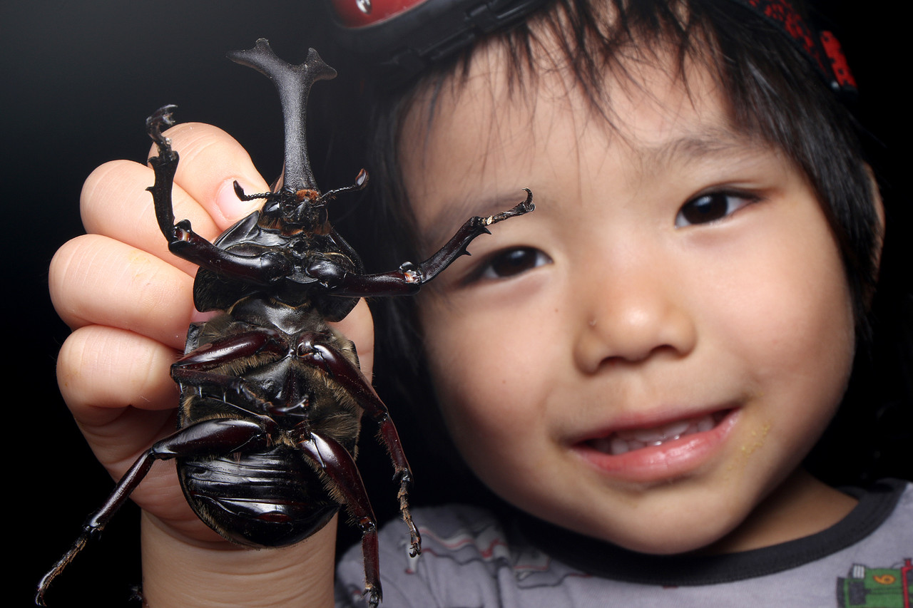 カブトムシケースから出てきたハナムグリ ありんこ日記 Antroom カブトムシケースから出てきたハナムグリ ありんこ日記 Antroom