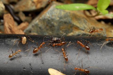 アシナガキアリの引っ越し行列
