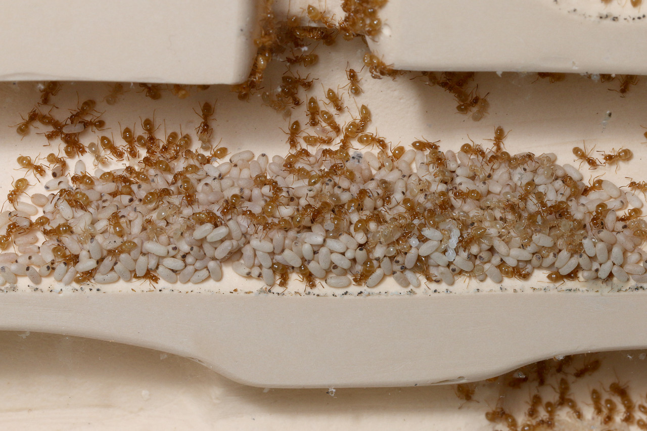 ありんこ日記　AntRoom