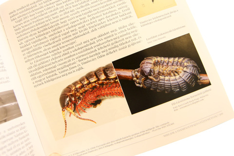 Edentistoma octosulcatum
