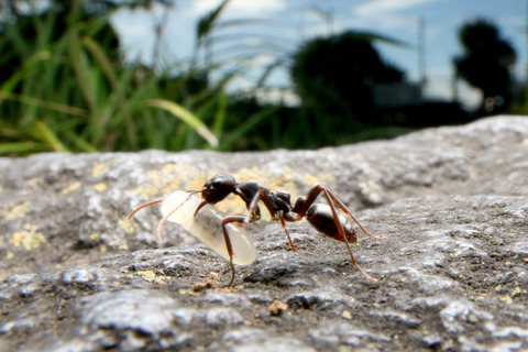 ありんこ日記 antroom 2016年08月