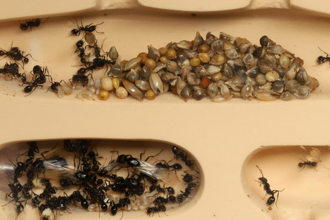 発芽しないクロナガアリの巣内のタネ