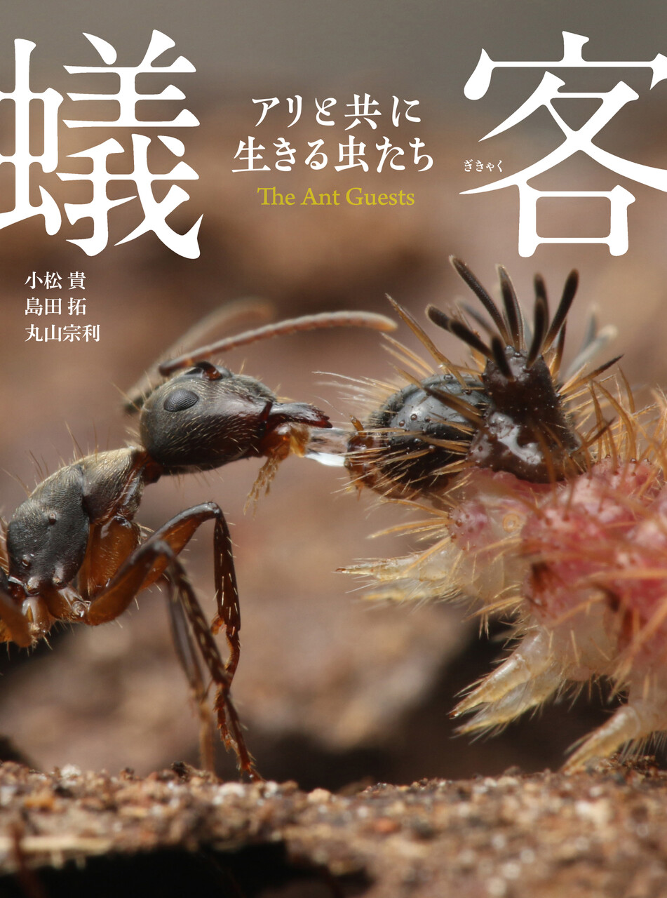 太陽と蟻 蟻客 アリと共に生きる虫たち』出版決定！ : ありんこ日記 AntRoom