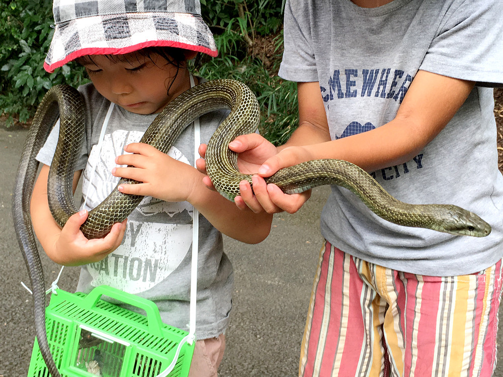可愛いヒバカリと息子の手 ありんこ日記 Antroom