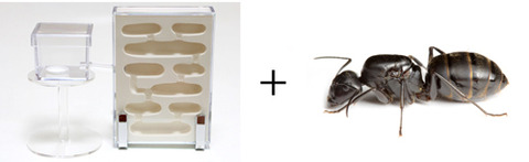 クリスマスプレゼント