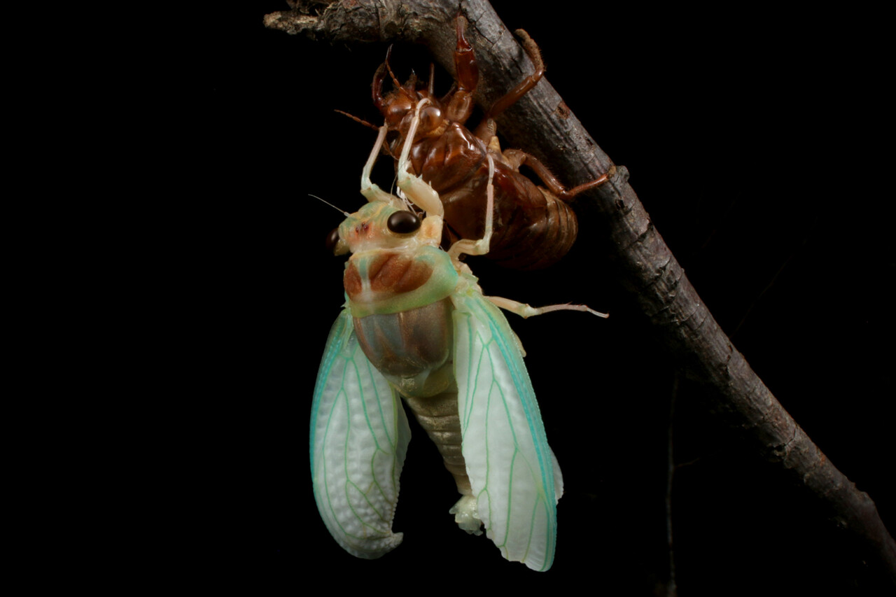 ありんこ日記 Antroom