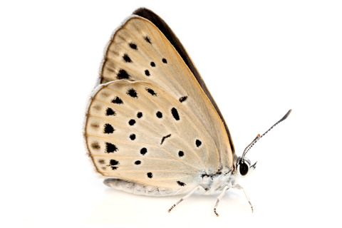 ���鲼�Ǳ����������ޥ�����