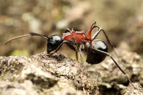 トゲアリの結婚飛行の季節