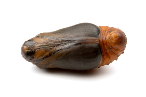 ���鲼�Ǳ����������ޥ�����