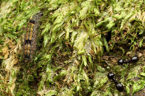 フタホシキコケガNudina artaxidia