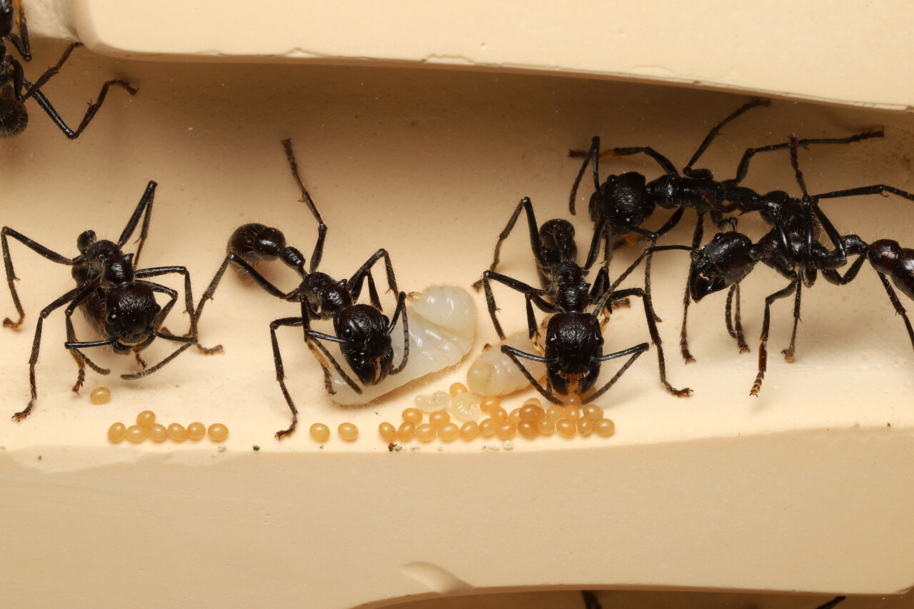 パラポネラ (Paraponera clavata) 女王無し 働きアリのみ20〜25